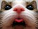 mmmCatpoop's Avatar