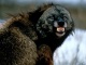 Smirking Baboon's Avatar