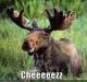 MooseTown HERO's Avatar